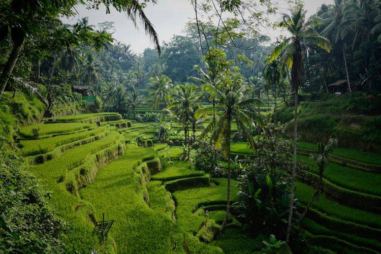 Afbeelding voor bestemming: Bali