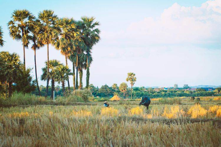 Afbeelding voor bestemming: Naypyidaw